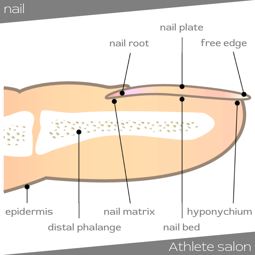 超重要 保存版 爪の基礎知識 爪の構造と各部位の名称 役割