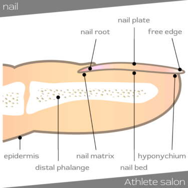 爪甲剥離症の原因と予防ケア スポーツや日常生活で爪が剥がれるのはなぜ アスリートサロン アスリートネイル ケアで爪を強く美しく爪 のコンディショニング専門メディア