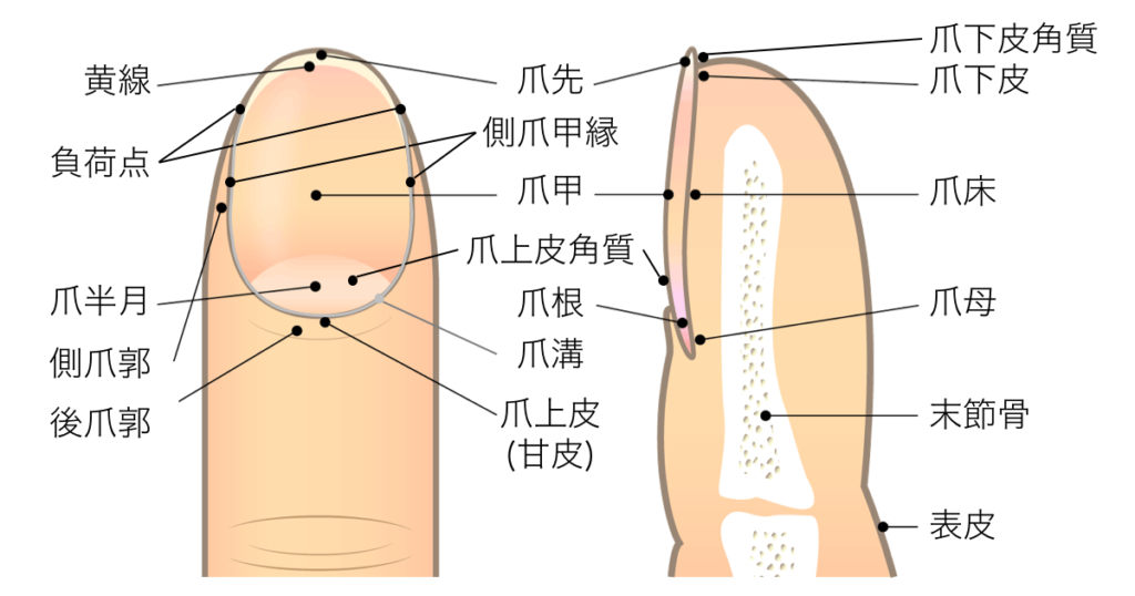 超重要 保存版 爪の基礎知識 爪の構造と各部位の名称 役割